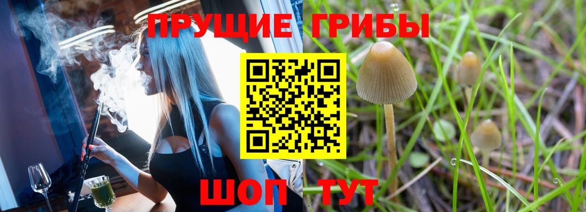 Урус-Мартан  Галлюциногенные грибы Psilocybine cubensis  продажа наркотиков  Вход с VPN 